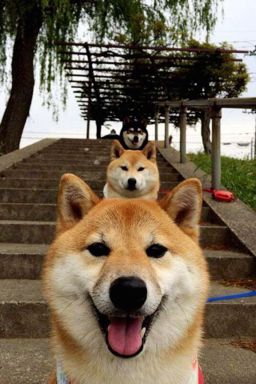 F1环保行:推动全球绿色技术,f1 环保