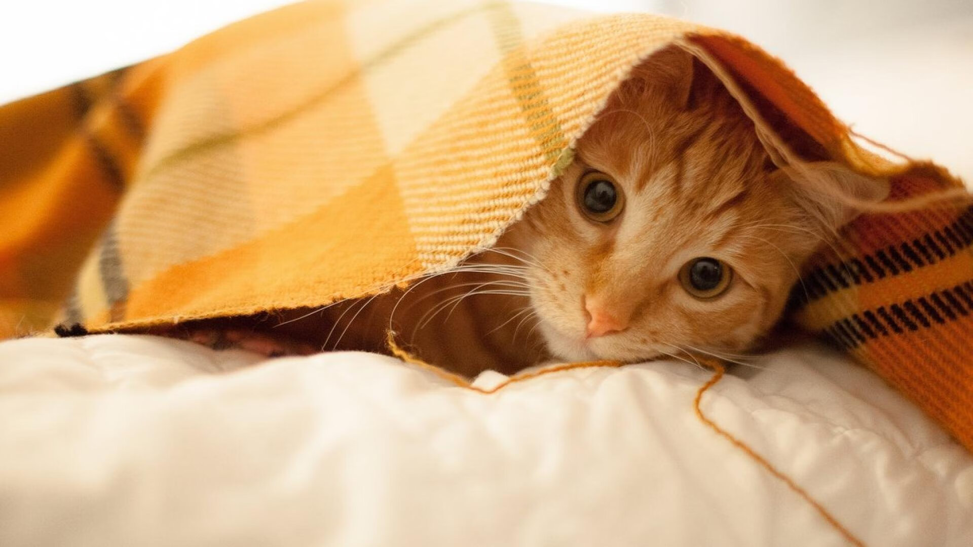 _勇士三分雨再度降临,战绩火速上升_,勇士 三分