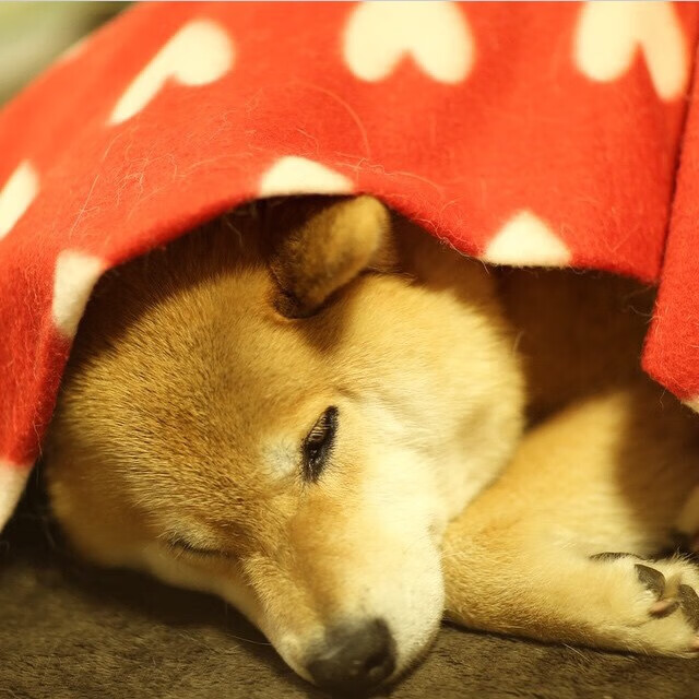 九游网址-《守望先锋世界锦标赛，战术布局精彩纷呈》，守望先锋 竞技比赛