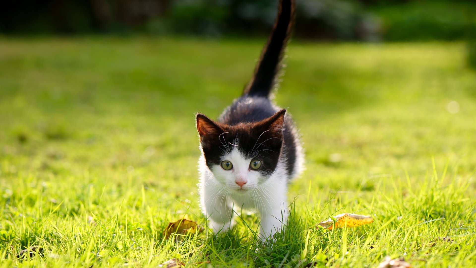 九游游戏-卫冕冠军广州队挑战新赛季目标，2025赛季展望，新赛季广州队新加入球员的名单